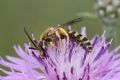 Halictus scabiosae